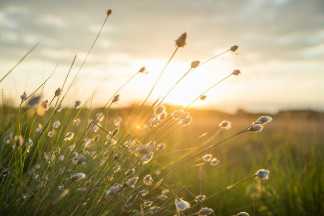 Wiese mit Sonnenuntergang, Umwelt